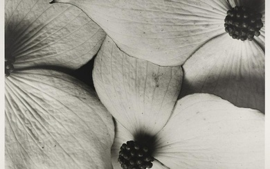 HORST P. HORST (1906–1999) Dogwood Flowers, Cornus Kousa, New York 1944