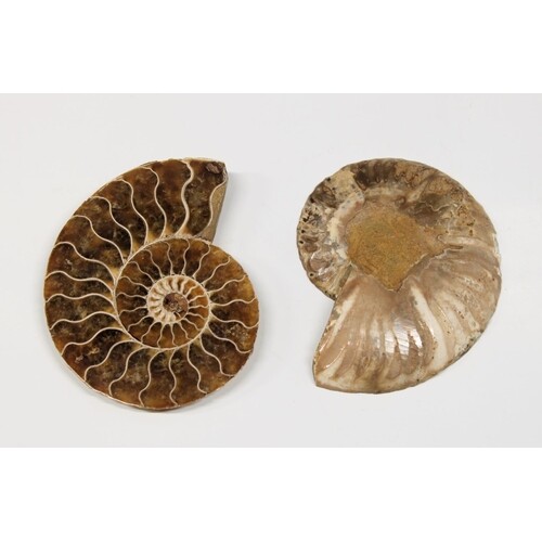 NATURAL HISTORY - a cut and polished ammonite fossil, though...