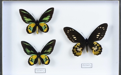 Ornithoptera rothschildi 2 mâles + 1 femelle Cites annexe II B
