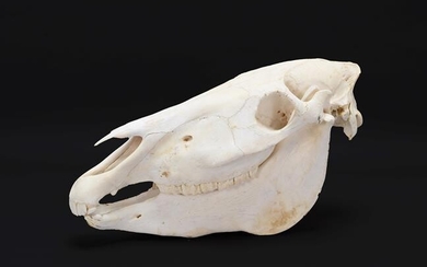 Skulls/Anatomy: Burchell's Zebra Skull (Equus quagga), modern, complete bleached skull,...