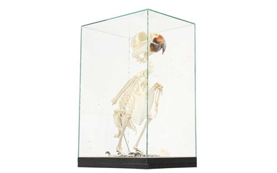 THE SKELETON OF AN AMAZON PARROT IN A GLASS CASE