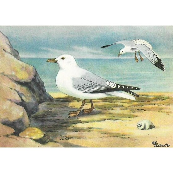 1920's Herring Gull Color Lithograph Print