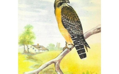 1920's Red-Shouldered Hawk Color Lithograph Print