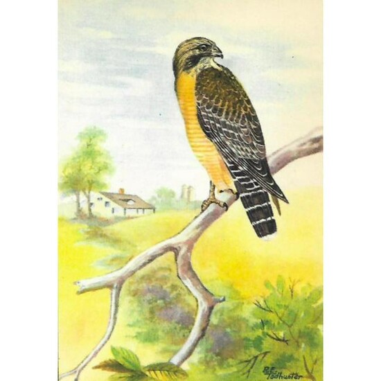 1920's Red-Shouldered Hawk Color Lithograph Print