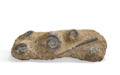 Orthoceras and Ammonite Plaque