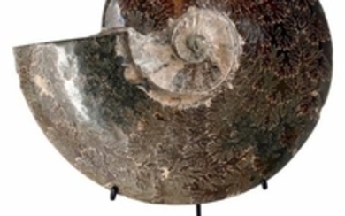 Ammonite Cleoniceras, Albien, Crétacé,...