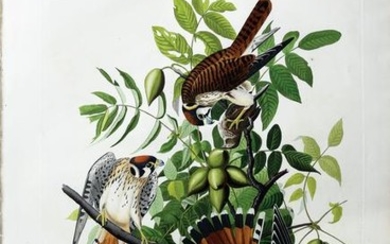 Audubon Aquatint American Sparrow Hawk