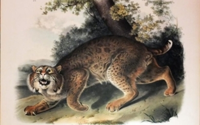 Audubon Lithograph, Common American Wildcat