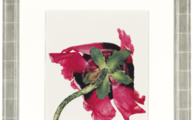 IRVING PENN (1917-2009), Single Oriental Poppy, New York, 1968