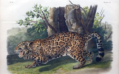 Audubon Lithograph Jaguar