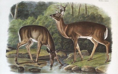 Audubon Quad Lithograph, Common Deer