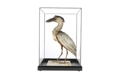 A VICTORIAN TAXIDERMY BOAT BILLED HERON