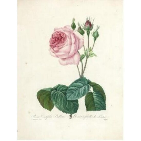 After Pierre-Jospeh Redoute, Floral Print, #120 Rosa