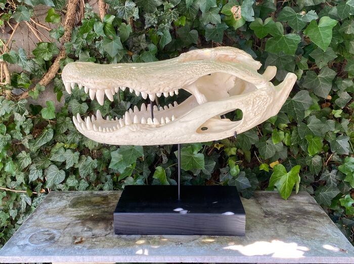 American Alligator - replica Skull on custom stand - Alligator mississippiensis - 54×32×66 cm
