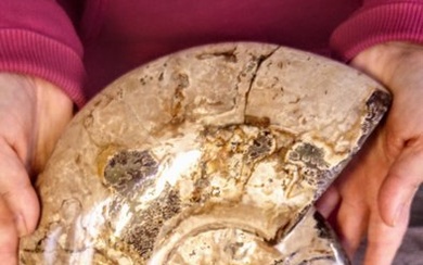 Ammonite - Fossilised animal - Large 4 kg - Aioloceras (Cleoniceras) sp. - 26 cm - 22 cm