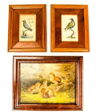 Antique 19th C Hand Colored Bird Engravings