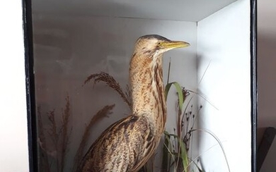 Antique Great Bittern - in glazed case, with label in verso - Victorian Example by T.E.Gunn of Norwich -Botaurus stellaris - 11×25×20 in - N/A