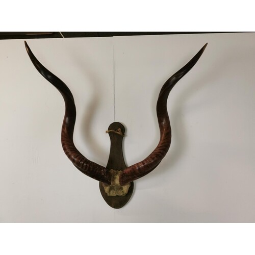 Antlers mounted on oak shield {83 cm H x 80 cm W x 20 cm D}.