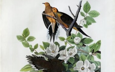 Audubon Aquatint, Carolina Pigeon or Turtle Dove