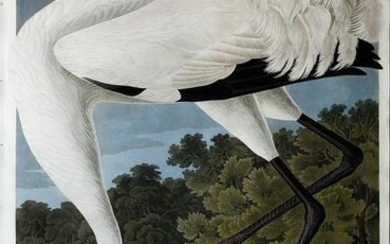 Audubon Aquatint, Whooping Crane - A Masterpiece Icon