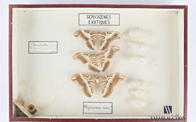 Boite entomologique présentant trois Philosamia... - Lot 21 - Vasari Auction
