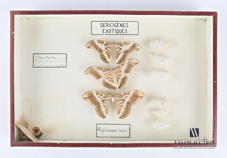Boite entomologique présentant trois Philosamia... - Lot 21 - Vasari Auction