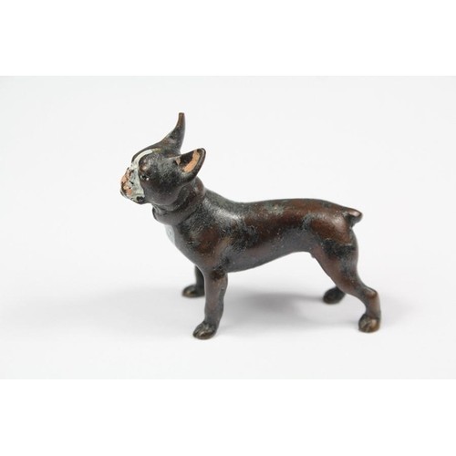 Bronze cold painted French bulldog, approx cms.