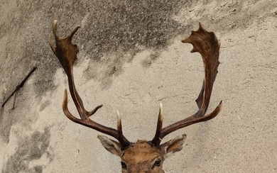 Deer Taxidermy full body mount - Dama Dama - 100 cm - 70 cm - 65 cm - Non-CITES species - 1