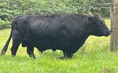Dexter Breed adult Bull and Cow, Frank and Maude. Vets check and report available.