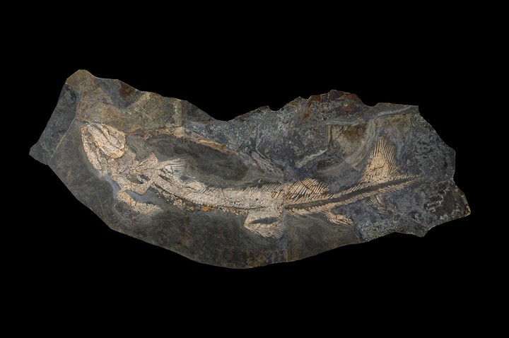 Exceptional fossilized shark Orthacanthus Senckenbergianus, Germany, Permian (260 million years old), length 206 cm