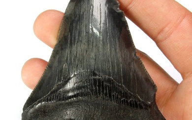 Fossil tooth - Polished Fossil Megalodon Tooth - Carcharocles Megalodon - 96 mm - 78 mm
