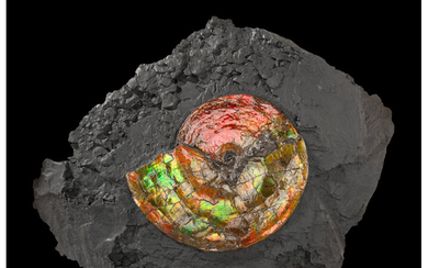 "Gem" Ammonite in Matrix Placenticeras costatum Late Cretaceous Bearpaw...