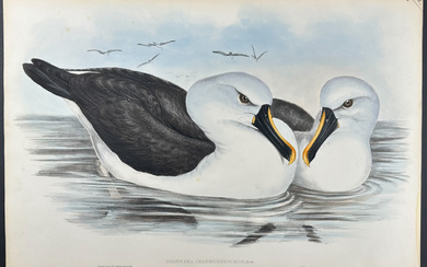 Gould, Australia - Yellow-billed Albatros