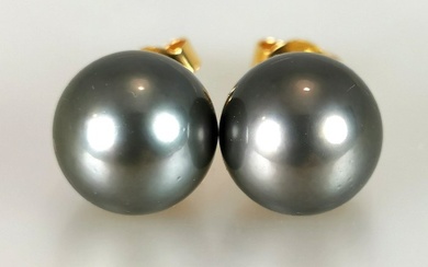 No reserve price - Tahitian Rd Ø 10x11 mm - Natural dark-green aubergine - 18 kt. Tahitian pearls, Yellow gold - Earrings