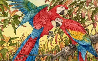 PETER LONGHURST (1922 - ) South American Macaws watercolour 42...