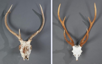 TWO PAIRS OF STAG ANTLERS