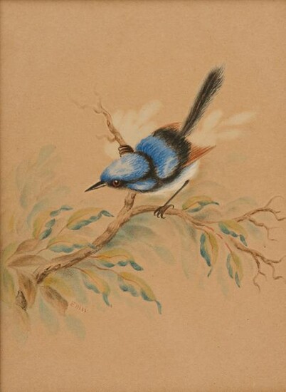 Watercolour of Australian Blue Wren, Signed in Picture