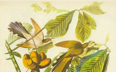 c1946 Audubon Print, #2 Yellow-Billed Cuckoo