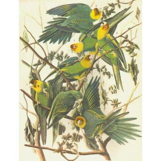 c1946 Audubon Print, #26 Carolina Paroquet