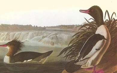 c1950 Audubon Print, American Merganser