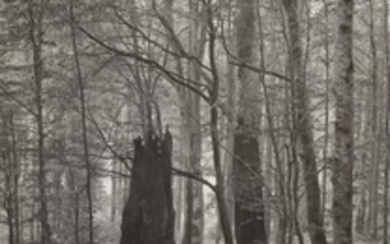 Josef Sudek (1896 1976) Forêt de Mionsi, 1952. Épr…