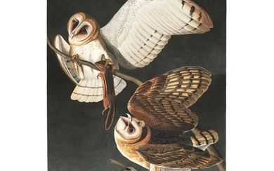 1946, John James Audubon Print, Barn Owl