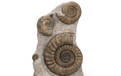 Large Ammonite Group