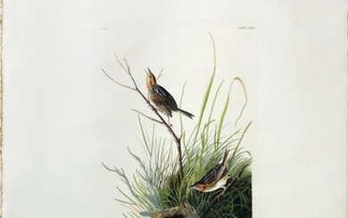 Audubon Aquatint Sharp-Tailed Finch