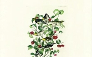Audubon Aquatint Engraving, Audubons Warbler, Plate 395