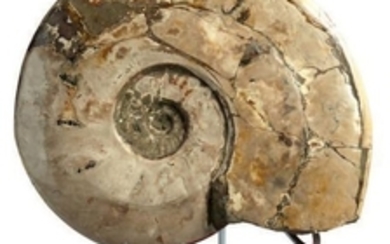 Grande ammonite Cleoniceras nacrée. Albien,...