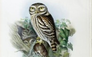 John Gould Lithograph Little Owl