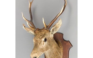 A MID/LATE 20TH CENTURY TAXIDERMY FRENCH RED DEER STAG HEAD ...