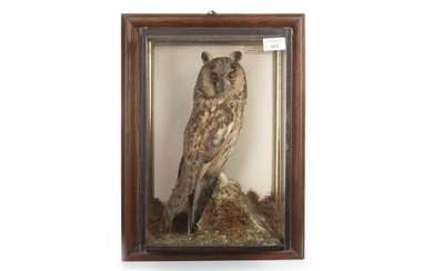 AN EARLY 20TH CENTURY TAXIDERMY OF A LONG