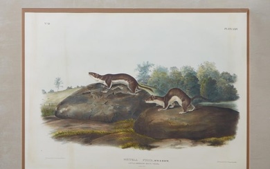 After John James Audubon (American, 1785-1851), "Little American Brown Weasels," Plate LXVI, No. 13